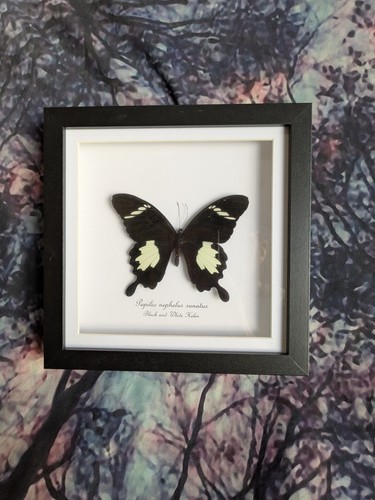 Black and white helen papilio - and,