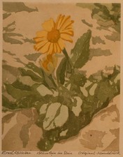 Ernst Rötteken sunflower