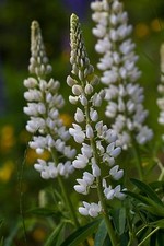 Süßlupine - Lupinus albus -