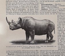 Alte Lithographie, Stumpfnasiges (weißes) Nashorn, ca. 1920, Rhinozeros, Afrika