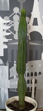 San pedro kaktus 44cm - pedro,