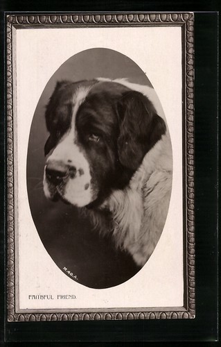 Faithful friend bernhardiner - faithful,
