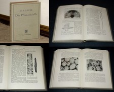 KRÄUTERBUCH VON 1935 PFLANZENBUCH DIE PFLANZENZELLE VIELE STICHE GUT ERHALTEN