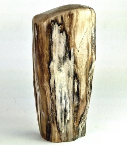 Versteinertes holz fossiles - holz,