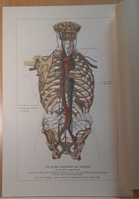 Abbildung Medizin  Anatomie