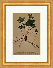 Schaftdolde Hacquetia Epipactis Scop. DC. Südkärnten Alpenflora 283 Gerahmt