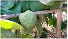 10 Cherimoya-Samen (Annona