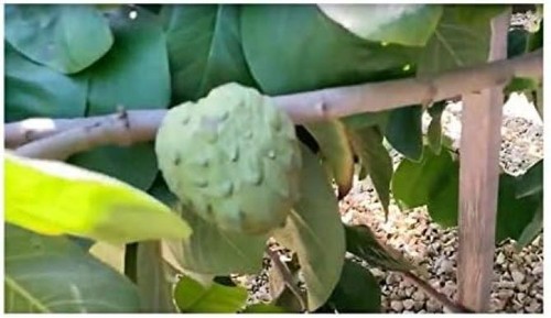 Stück cherimoya samen - 10, cherimoya-samen