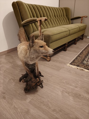 Fuchs tierpräparat rotfuchs - fuchs, tierpräparat,