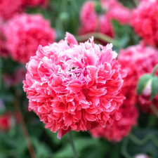 Papaver Somniferum - Frosted Salmon Peony - 1,5g / 6300 seeds Echter Schlafmohn