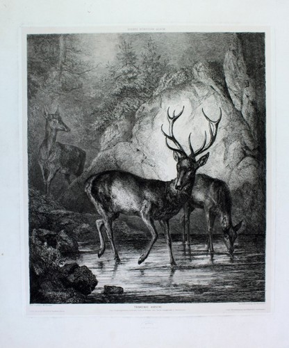 Karl wilhelm tornau hirsch - karl,