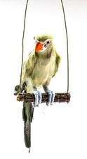 Papagei auf Schaukel , gefiedert  zum aufhängen Deko - Figur Vogel 