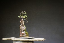 Bonsai outdoor winterhart