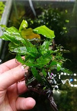 Hübsche Bepflanzte Wurzel ☘️ Anubia + Javafarn Speerblatt Pflanze ☘️ Holz  C8