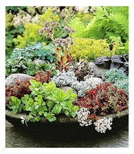 Winterharte sedum mischung - winterharte, sedum-mischung