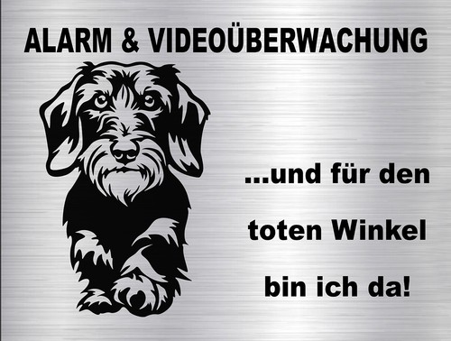 Dackel rauhaardackel - dackel,