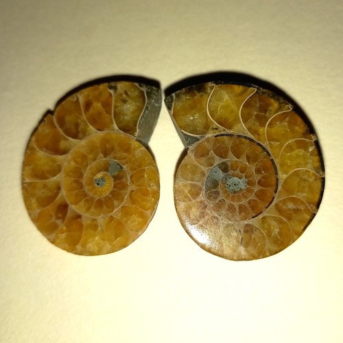 Phylloceras paar poliert - phylloceras,