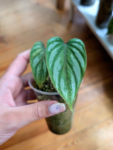 Philodendron mamei - philodendron,