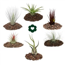 Exotenherz - 6 verschiedene