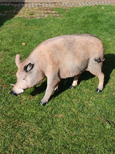 Wildschwein lebensgroß
