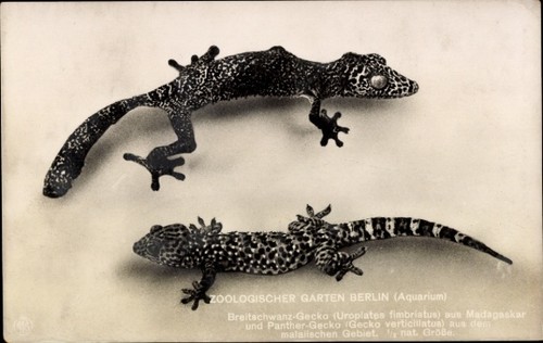 Breitschwanz geckos aus - breitschwanz,