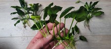  Aquariumpflanze / Anubias Ableger / Günstig %%%  🪷🌻🌷🌼🌻🪻
