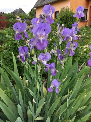 Blaue schwertlilie iris - schwertlilie,,