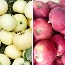 Duo-Apfelbaum Rote und Gelbe