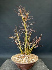 Bonsai Acer Palmatum Wald Nr