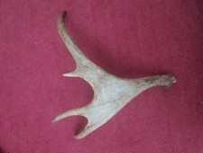 Hirschhorn Abwurfstangen