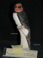 +*A015554_16 Goebel  Archivmuster Bunte Vogelwelt 38-287/02 Rauchschwalbe TMK6