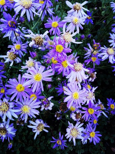 Blaue margerite felicia - blaue, *