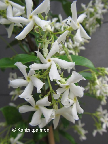 Trachelospermum jasminoides - ,