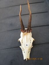 ABNORME Trophäe Rehgehörn Rehbock Geweih Gehörn ( A ) siehe Fotos