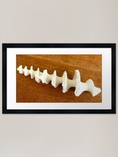 Spirale Mitte einer Muschel