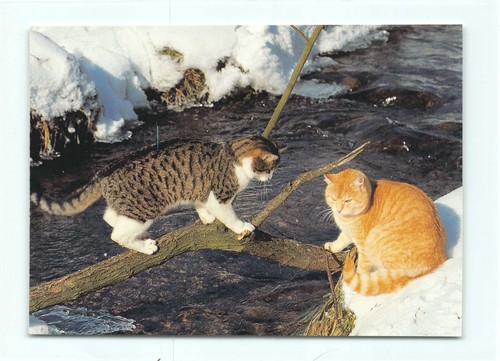 Postkarte katze - 1,