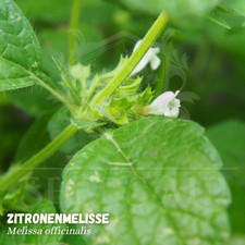 50.000 SAMEN Zitronenmelisse -