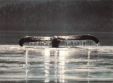 ATHENE POSTKARTE BUCKELWAL