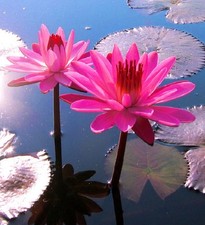 Zubehör Teich : Tropische