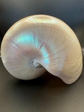 Wunderschöne große Nautilus