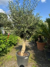 Olivenbaum ca. 40 Jahre Alt