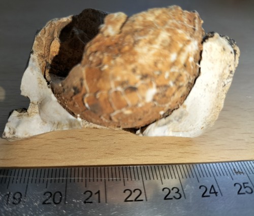 Seltenes echinoid gefangen - echinoid, in