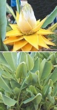 2 x winterharte Lotus /  Banane Palmen exotische Pflanzen im für den Garten