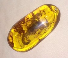 Sammeln & Seltenes Bernstein / Amber, Innen enthält Skorpion & Pflanzen Rhizome 