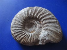 Fossil Schnecke versteinert Breite 6 cm Höhe 5 cm