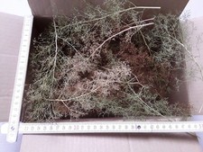 Seemoos/ Meerschaum für