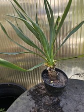 🌴Yucca gloriosa 50cm