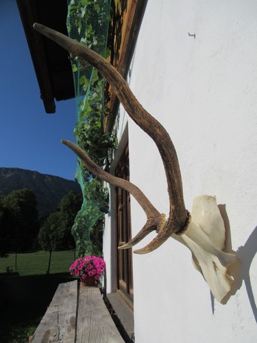 Schönes hirschgeweih hirsch - schönes,