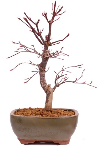 Bonsai acer palmatum - -,