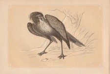 Sekretär (Sagittarius